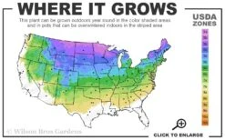 Arctic Fire Red Twig Dogwood - 3 Gallon Pot -Flora Bloom Shop 3a 8a 5