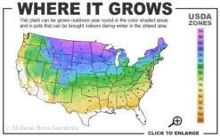 Autumn Magic Aronia (Black Chokeberry) - 3 Gallon Pot -Flora Bloom Shop 3a 8b 18