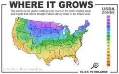 American Hop Hornbeam (Ostrya Virginiana) - 1 Gallon Pot 10 American Hop Hornbeam (Ostrya Virginiana) - 1 Gallon Pot -Flora Bloom Shop 3a 9b 20