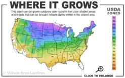 Grancy Graybeard - White Fringe Tree - 7 Gallon Pot (2-3') 9 Grancy Graybeard - White Fringe Tree - 7 Gallon Pot (2-3') -Flora Bloom Shop 3b 9a 1