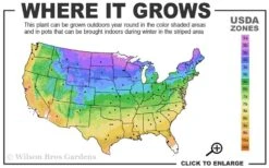 Spartan Juniper - 3 Gallon Pot -Flora Bloom Shop 3b 9b 3