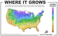 Coral Drift Groundcover Rose - 2 Gallon Pot -Flora Bloom Shop 4a 11 4