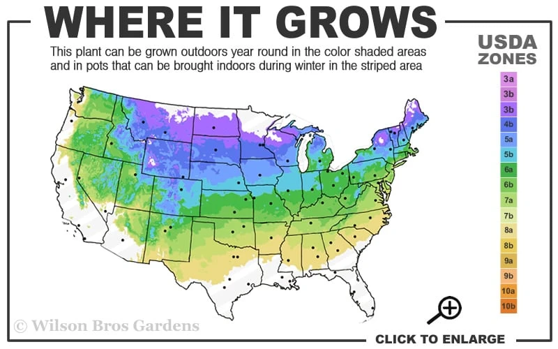 Bloomerang Dark Purple Lilac - 3 Gallon Pot 3 Bloomerang Dark Purple Lilac - 3 Gallon Pot - Image 3