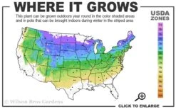 Bloomerang Dark Purple Lilac - 2 Gallon Pot 8 Bloomerang Dark Purple Lilac - 2 Gallon Pot -Flora Bloom Shop 4a 8a 3