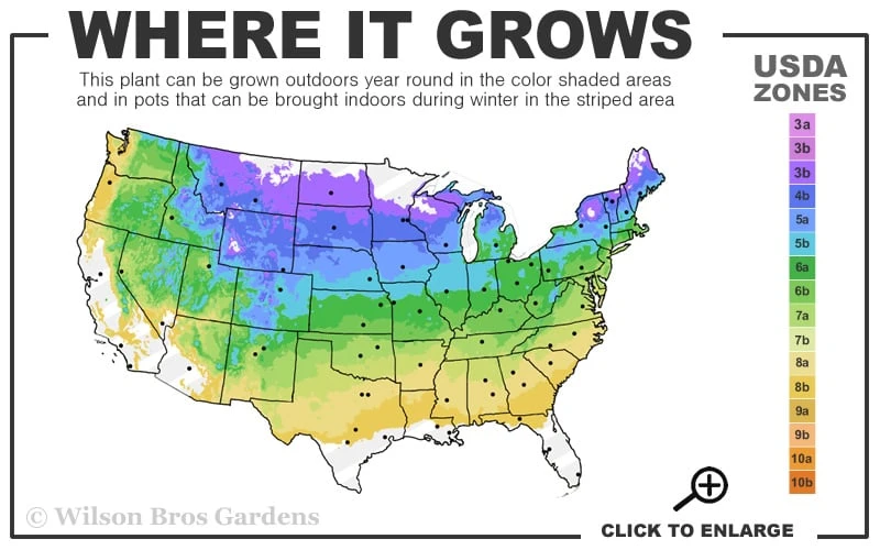 Yoshino Flowering Cherry Tree - 3 Gallon Pot 3 Yoshino Flowering Cherry Tree - 3 Gallon Pot - Image 3