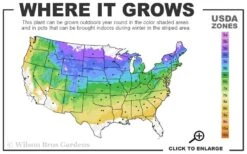 Ann Magnolia Tulip Tree - 3 Gallon Pot -Flora Bloom Shop 4a 8b 36