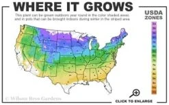 Highland Cream Creeping Thyme - 5 Pack Of Quart Pots -Flora Bloom Shop 4a 8b thumbnail