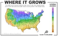 Endless Summer Hydrangea Original - 2 Gallon Pot 9 Endless Summer Hydrangea Original - 2 Gallon Pot -Flora Bloom Shop 4a 9b 23