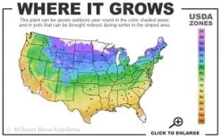 Adam's Courage Clematis - 1 Gallon Pot -Flora Bloom Shop 4a 9b thumbnail