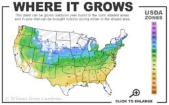 Cannon's Double Exbury Azalea (Rhdodendron) - 2 Gallon Pot -Flora Bloom Shop 5a 8b 17