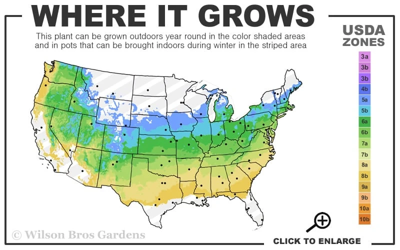 Pyramid Boxwood (Buxus Sempervirens 'Pyramidalis) - 1 Gallon Pot 3 Pyramid Boxwood (Buxus Sempervirens 'Pyramidalis) - 1 Gallon Pot - Image 3