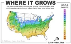 Red Cascade Miniature Climbing Rose - 1 Gallon Pot 11 Red Cascade Miniature Climbing Rose - 1 Gallon Pot -Flora Bloom Shop 5a 9a 7