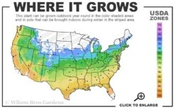 Solar Glow Sunbow Azalea - 3 Gallon Pot 6 Solar Glow Sunbow Azalea - 3 Gallon Pot -Flora Bloom Shop 5a 9b 87