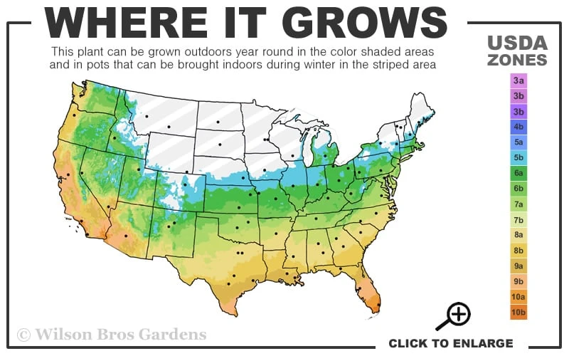 Creeping Lilyturf (Liriope Spicata) - 6 Pack Of Pint Pots 3 Creeping Lilyturf (Liriope Spicata) - 6 Pack Of Pint Pots - Image 3