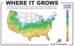 Brackens Brown Beauty Magnolia - 1 Gallon Pot -Flora Bloom Shop 5b 11 9