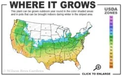 Graham Blandy Columnar Boxwood - 3 Gallon Pot 6 Graham Blandy Columnar Boxwood - 3 Gallon Pot -Flora Bloom Shop 5b 9b 2