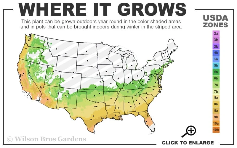 Perfecto Mundo Double Purple Reblooming Azalea - 3 Gallon Pot 3 Perfecto Mundo Double Purple Reblooming Azalea - 3 Gallon Pot - Image 3