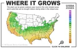 Summer Snow Gardenia - 3 Gallon Pot -Flora Bloom Shop 6a 10a 1