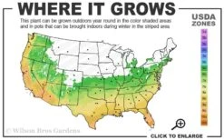 Leyland Cypress - 1 Gallon Pot 8 Leyland Cypress - 1 Gallon Pot -Flora Bloom Shop 6a 10a 4