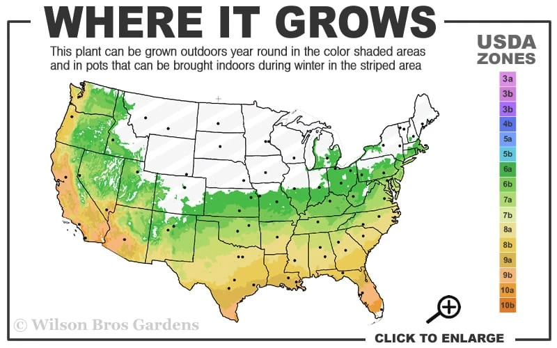 Leyland Cypress - 1 Gallon Pot 3 Leyland Cypress - 1 Gallon Pot - Image 3