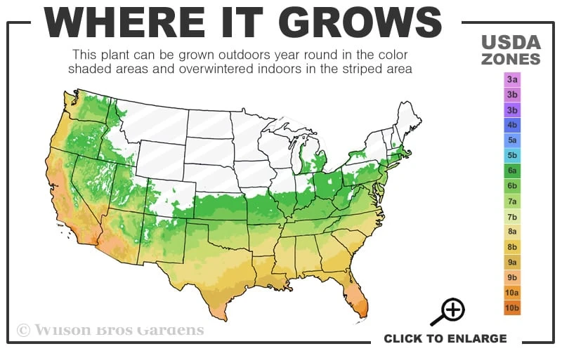 Gulftide Hardy Tea Olive (Osmanthus) - 1 Gallon Pot 3 Gulftide Hardy Tea Olive (Osmanthus) - 1 Gallon Pot - Image 3
