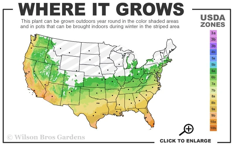 Silvery Sunproof Variegated Liriope - Lilyturf - 18 Count Flat Of Pint Pots 3 Silvery Sunproof Variegated Liriope - Lilyturf - 18 Count Flat Of Pint Pots - Image 3