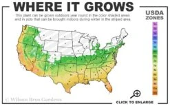 Variegated Liriope - Lilyturf - 18 Count Flat Of 3.5" Pint Pots -Flora Bloom Shop 6a 11 9