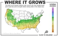 Dee Runk Columnar Boxwood - 6 Pack Of 1 Gallon Pots -Flora Bloom Shop 6a 8b 17