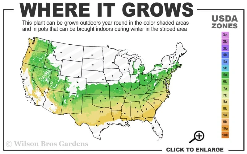 Dwarf Variegated Boxwood - 2 Gallon Pot 3 Dwarf Variegated Boxwood - 2 Gallon Pot - Image 3