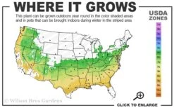 Gwenda Azalea (Robin Hill Hybrid) - 6 Pack Of 1 Gallon Pots -Flora Bloom Shop 6a 9a 1