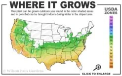 Merritts Supreme Hydrangea - 1 Gallon Pot -Flora Bloom Shop 6a 9b 40