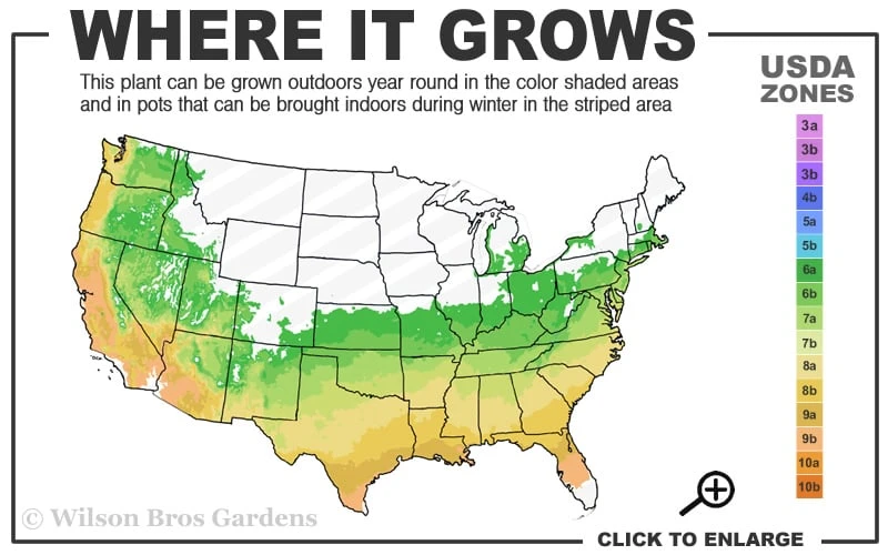 Dauntless Azalea (Glenn Dale Hydrid) - 2 Gallon Pot 3 Dauntless Azalea (Glenn Dale Hydrid) - 2 Gallon Pot - Image 3