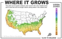 Fortune's Cold Hardy Tea Olive (Fragrant Osmanthus) - 7 Gallon Pot (4-5') -Flora Bloom Shop 6b 10b 5