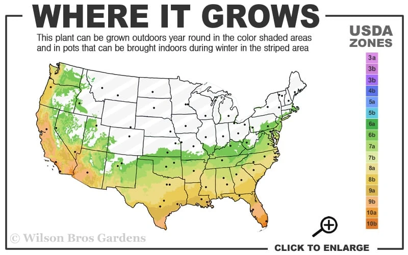 Angus Cold Hardy Eucalyptus Tree (Eucalyptus Nicholii) - 5 Gallon Pot 3 Angus Cold Hardy Eucalyptus Tree (Eucalyptus Nicholii) - 5 Gallon Pot - Image 3
