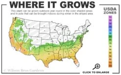 Emily Bruner Pyramidal Holly - 3 Gallon Pot -Flora Bloom Shop 6b 9b 21