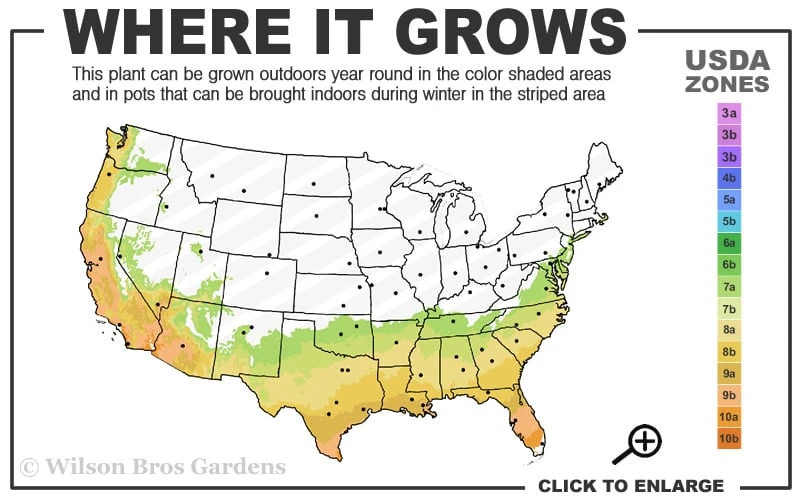 Little Gem Dwarf Southern Magnolia - 3 Gallon Pot (1.5-2.5') 3 Little Gem Dwarf Southern Magnolia - 3 Gallon Pot (1.5-2.5') - Image 3