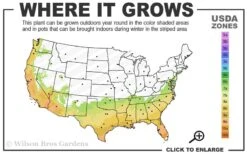 Pink Snow Camellia Sasanqua - 3 Gallon Pot -Flora Bloom Shop 7a 10a