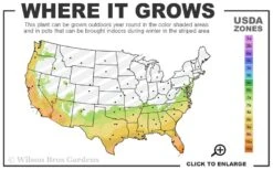 Mine No Yuki Camellia Sasanqua - 1 Gallon Pot -Flora Bloom Shop 7a 10b 27