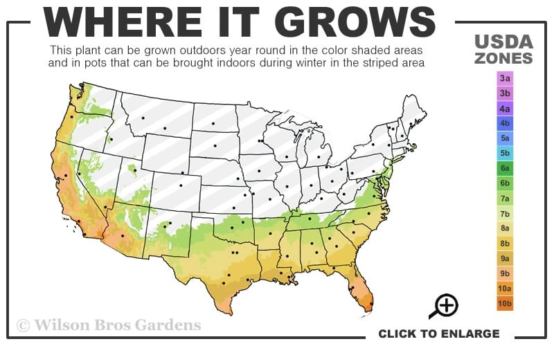 Brilliant Gem Fragrant Camellia Japonica - Herme - 3 Gallon Pot 3 Brilliant Gem Fragrant Camellia Japonica - Herme - 3 Gallon Pot - Image 3