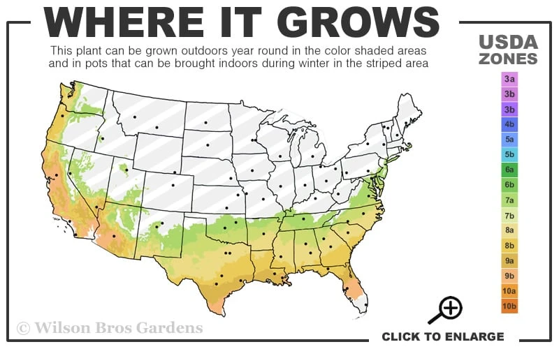 Snowball Bloom 'N Again Azalea - 2 Gallon Pot 3 Snowball Bloom 'N Again Azalea - 2 Gallon Pot - Image 3