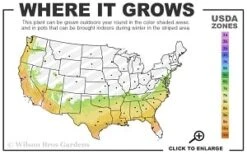 Moonlit Lace Viburnum - 1 Gallon Pot -Flora Bloom Shop 7a 9b thumbnail