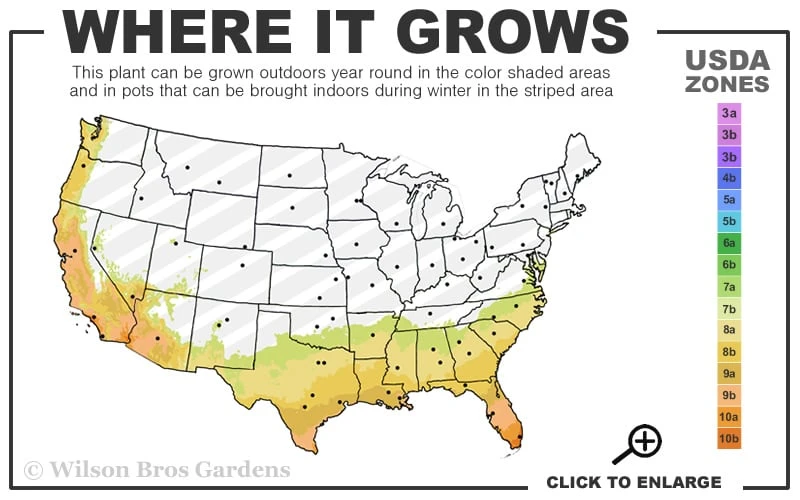 Red Formosa Azalea - 1 Gallon Pot 3 Red Formosa Azalea - 1 Gallon Pot - Image 3