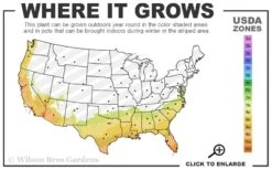 Windmill Cold Hardy Palm Tree - 7 Gallon Pot (2-3') -Flora Bloom Shop 7b 10b 26