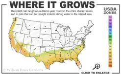 Dorothy Zerkowski Camellia Japonica - 3 Gallon Pot -Flora Bloom Shop 7b 9b