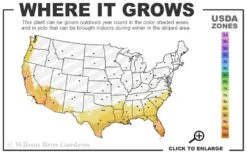 Variegated Creeping Dwarf Gardenia - 3 Gallon Pot -Flora Bloom Shop 8a 11 10