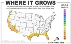 Red Cluster Bottlebrush Tree - 7 Gallon Pot 7 Red Cluster Bottlebrush Tree - 7 Gallon Pot -Flora Bloom Shop 8b 11