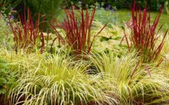 Golden Sweet Flag - Acorus Gramineus 'Ogon' - 10 Pack Of Quart Pots -Flora Bloom Shop Acorus Ogon 103 2