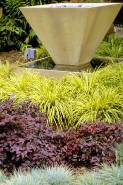 Golden Sweet Flag - Acorus Gramineus 'Ogon' - 10 Pack Of Quart Pots -Flora Bloom Shop Acorus Ogon 104 2