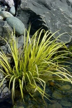 Golden Sweet Flag - Acorus Gramineus 'Ogon' - 8 Pack Of 1 Gallon Pots -Flora Bloom Shop Acorus Ogon 105