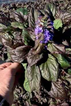 Catlins Giant Ajuga - Bugleweed - 5 Pack Of Quart Pots -Flora Bloom Shop Ajuga Catlins Giant 10